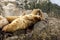 Colony of sea lions Eumetopias jubatus on the rock, Russia, Kamchatka, nearby Cape Kekurny, Russian bay