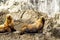 Colony of sea lions Eumetopias jubatus on the rock, Russia, Kamchatka, nearby Cape Kekurny, Russian bay