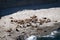 A colony of sea lions on the rocks at the Valdes Peninsula, in Argentina