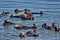 Colony of sea otters in Elkhorn Sleugh in Monterey, CA.