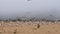 Colony of seabirds on the beach in foggy day. Flock of least tern, seagulls, and pelicans