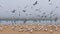 Colony of seabirds on the beach in foggy day. Flock of least tern, seagulls, and pelicans