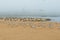 Colony of seabirds on the beach. Pelicans, least tern, seagulls.
