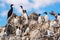 Colony of Seabirds at Farne Islands