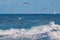 A colony of seagulls is looking for food over the wavy ocean on the Azores, Portugal