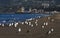 Colony of Seagulls populate the Shores of Venice with Santa Monica Pier in Background