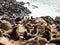 Colony of seals on Cape Cross