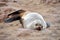 Colony of seals on Cape Cross