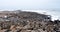 Colony of seals on Cape Cross