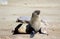 Colony of seals at Cape Cross Reserve, Atlantic Ocean coast