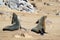 Colony of seals at Cape Cross Reserve, Atlantic Ocean coast