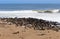 Colony of seals at Cape Cross Reserve, Namibia