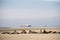 Colony of seals at Pelican Point