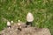 A colony of shiny mottlegill or egghead mottlegill, in Latin called Panaeolus semiovatus.