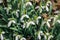 Colony of Snowdrops, Galanthus nivalis