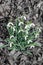 Colony of Snowdrops, Galanthus nivalis