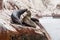 Colony Of South American Sea Lion - Ballestas Island