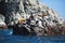 Colony South American sea lion Otaria byronia the Ballestas Islands - Peru