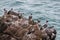 Colony of spotted shags