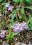 Colony of Spring Beauty Wildflowers, Claytonia virginica