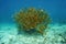 Colony of Staghorn coral Acropora cervicornis