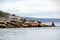 Colony of Stellar Sea Lions on Spiden Island off coast of British Columbia