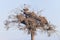 Colony of storks on a pine