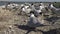 A colony of terns on a sandy island, the noise and cries of nursing birds.