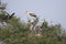 A colony of varies birds living together nesting in a big trees. Painted storks, cormorants, spoonbill.