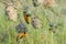 Colony of Village weaver woven nests and birds