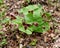 A colony of Wake robin trillium plants emerging in a spring forest.