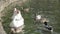 Colony of water birds, geese, ducks and other feeding on the water in spring or summer at city park