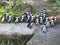 Colony of White and Black Birds Penguins Together by Water