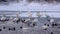 Colony of white swans on Lake Svetloye, Altai Territory