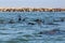 Colony wild eared seals otariidae in Namibia, water, coast