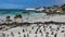 A colony of wild penguins lives on Boulders Beach in Cape Town.