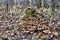 colony of winter mushrooms - Velvet-footed collybia