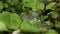 A colony of yellow black dotted caterpillars crawling in a white silk nest on a green plant covered with cobwebs