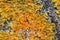 The colony of yellow lichens grows on the tree bark macro