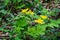 Colony of Yellow Wood Poppy