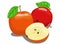 Color apple fruit vector illustration