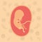 Color background pattern pregnancy icons with fetus human growth in placenta a few weeks