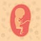 Color background pattern pregnancy icons with fetus human growth in placenta trimestrer