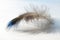 Color bird feather lies on a white surface