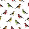 Color birds seamless vector print