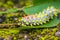 Color butterfly worm
