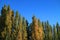 The color changing of Pine trees against vivid blue sky, autumn in El Calafate, Patagonia, Argentina