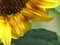 Color Coordinated Inch Worm on a Blooming Sunflower Close up