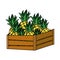 Color delicious pineapples fruits inside wood basket