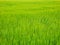 Color detail photography of fresh grain field.